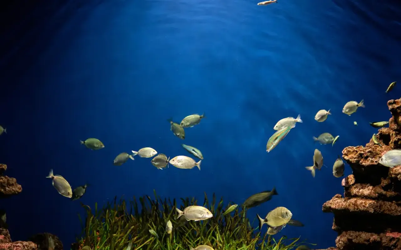 Dubai Aquarium and Underwater Zoo photo 1